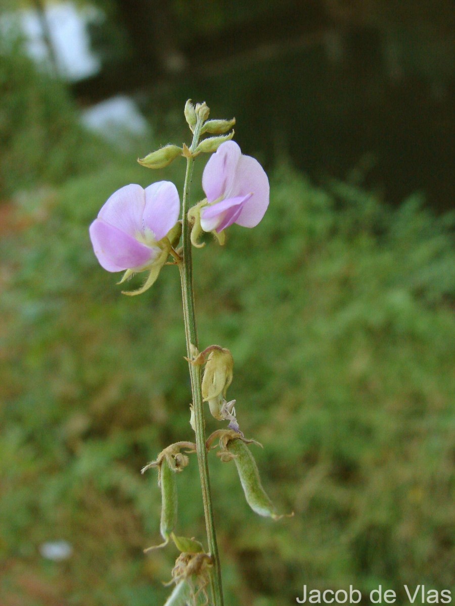 Tephrosia villosa (L.) Pers.